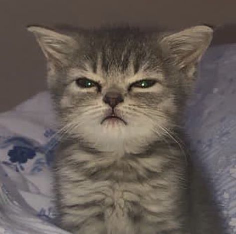 Angry Cat, Silly Cats Pictures, Cat Icon, Silly Animals, Cat Aesthetic, Cute Memes, Funny Cute Cats, Silly Cats, Funny Animal Pictures