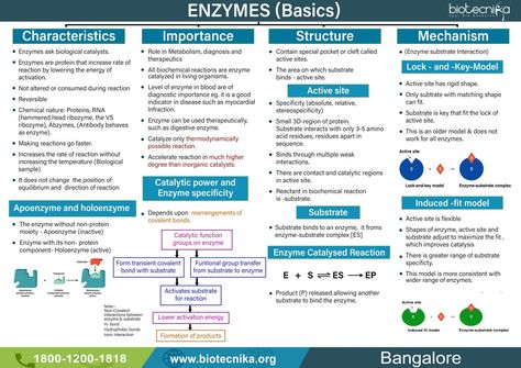 Enzyme basics Enzymes Biology Notes, Genetics Notes, Enzymes Biology, Biochemistry Notes, Learn Biology, Biology Worksheet, College Notes, Rain Wallpapers, Teaching Biology