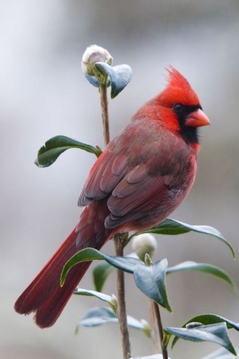 ♥ Mulberry Bush, Red Cardinals, Bird Sitting, Northern Cardinal, State Birds, Cardinal Birds, Red Bird, Backyard Birds, Bird Pictures