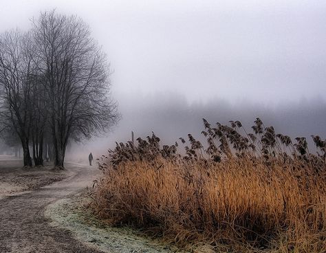 November Fog, Norway Photo Ciel, Fall Scenes, Storytelling Photography, Late Autumn, Landscape Photography Tips, Tree Trunks, Dirt Road, Autumn Aesthetic, Slice Of Life