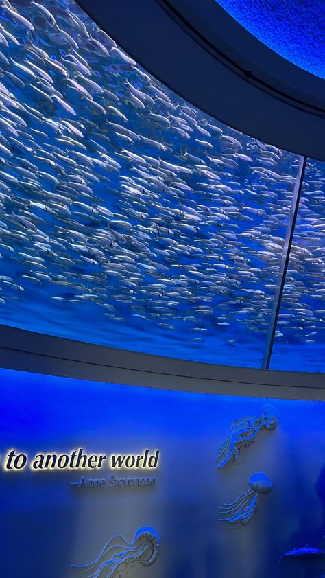 Monterrey Bay Aquarium California, Monterey Bay Aquarium Aesthetic, Ocean Stimboard, Monterey Aquarium, Aquarium Date, Aquarium Aesthetic, Summer Date Ideas, Blue Vibes, Aesthetic Sea