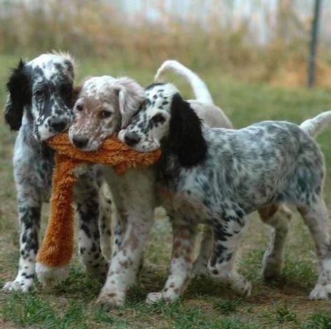 99+ Best English Setter Dog Names – The Paws Llewellin Setters, English Setter Puppies, Setter Puppies, English Setter Dogs, English Setters, Irish Setters, Gordon Setter, Groom Groomsmen, English Setter