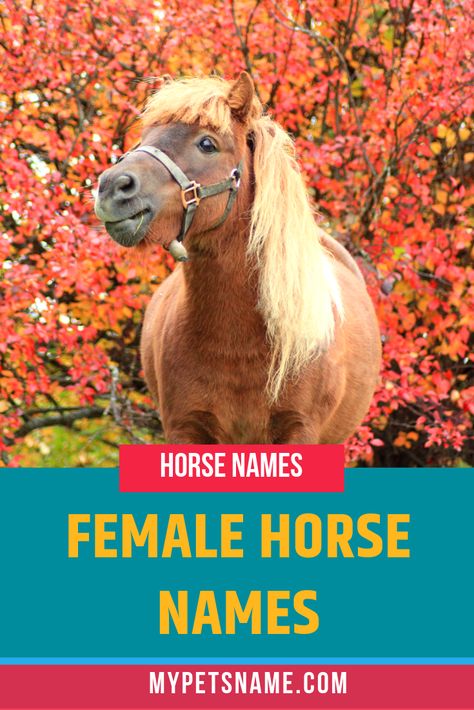 Whether they are soft and gentle, or fierce and strong, each female horse is different and unique, so we’ve gathered plenty of beautiful female horse names for you to choose the perfect one. Read on for all the inspiration you need in finding the right name.  #femalehorsenames #horsenames #marenames Horse Names Unique Mare, Mare Horse Names, Female Horse Names, Female Pet Names, Names Unique Girl, Girl Pet Names, Miniature Ponies, Female Horse, Mare Horse