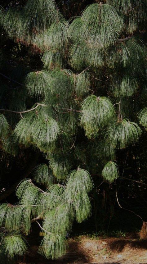 pinus pseudostrobus Pinus Strobus, Trees, Plants, Flowers