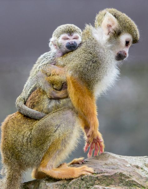 Monkey Habitat, Monkey Names, Small Monkey, Squirrel Monkey, Names Cute, Photo Funny, Rainforest Animals, Monkey Pictures