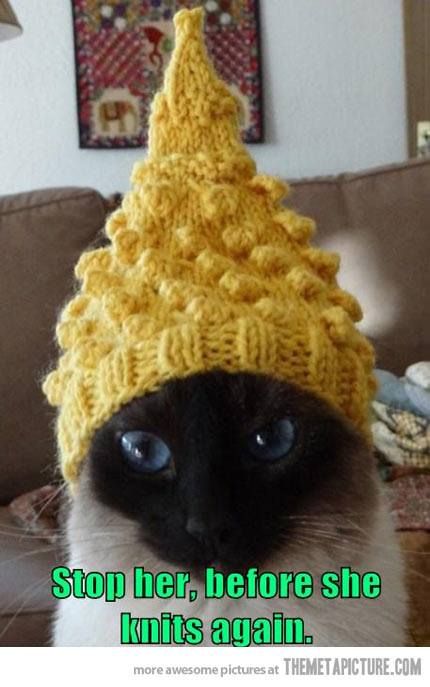 Cats Wearing Hats, Knitting Humor Funny, Cats In Hats, Knitting Humor, Söt Katt, Humor Funny, Siamese Cats, Cats Meow, Funny Animal Pictures