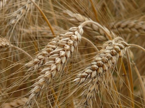 Rye, Field - Free images on Pixabay Rye Aesthetic, Wheat Farming, Cereals And Pulses, Rye Field, Farming Land, Rain Shadow, Art In Bloom, Wellness Mama, Bobs Red Mill