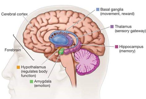 The Human Brain, Human Brain, Brain, Human