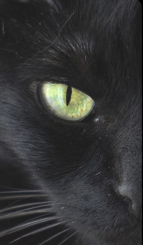 Cat With Green Eyes, A Black Cat, Cat S, Cats Eye, Black Cats, Green Eyes, A Black, Black Cat, Close Up