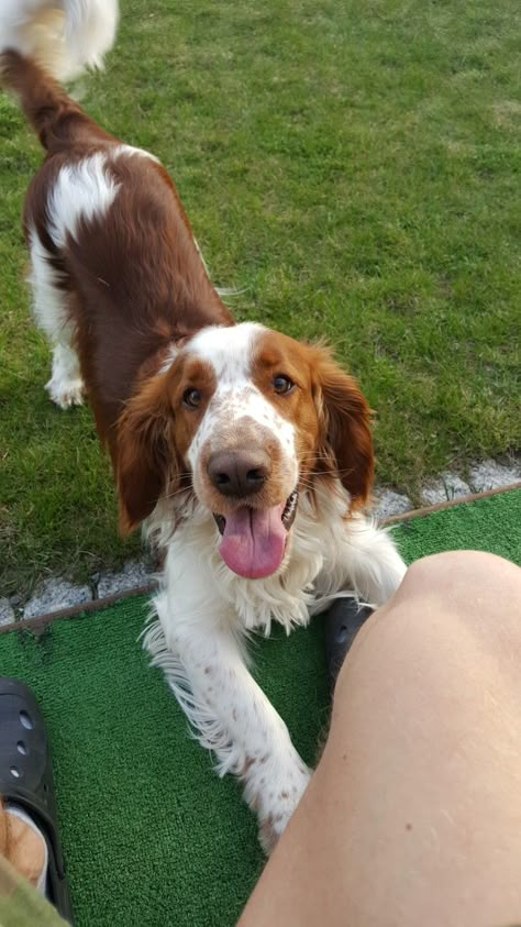 Welsh Springer Spaniel Puppies, Springer Puppies, Springer Spaniel Puppies, Welsh Springer Spaniel, Spaniel Puppies, Pretty Dogs, Dream Dog, Silly Dogs, Irish Setter