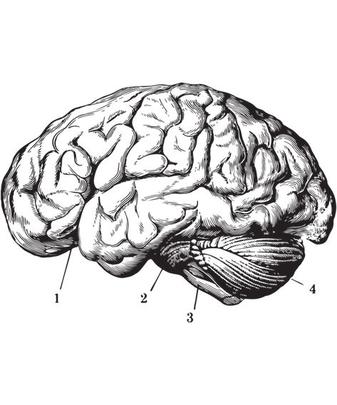 Advanced Coloring Pages, Anatomical Brain, Brain Drawing, Brain Art, Metal Embossing, Air Fighter, Life Support, Human Brain, Flash Art