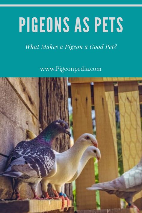 Pigeon As Pets, Pigeons As Pets, Raising Pigeons, Pigeon Aviary, Pigeon Keeping, Pigeon Pet, Quail House, Pigeon Cage, Pet Pigeon