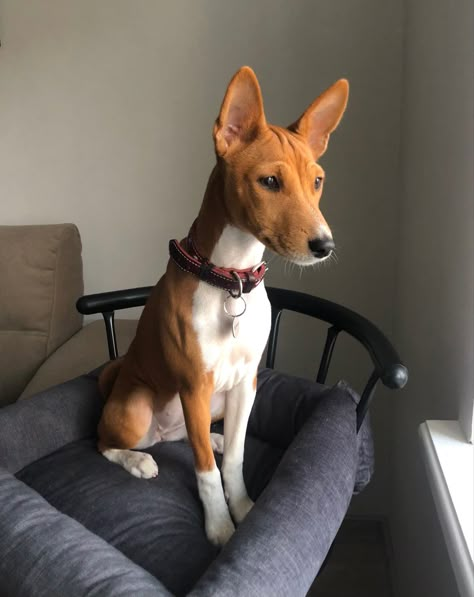 Basenji Aesthetic, Basenji Dog, Basenji Puppy, Basenji Dogs, Dog Line, Pretty Dogs, Dog Wallpaper, Dog Tattoos, Pet Costumes