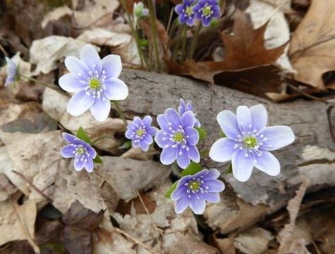 Wildflowers Have Already Started Blooming In Indiana And These Are The 10 Best Places To See Them Wildflower Mural, Indiana Dunes State Park, Indiana Dunes National Park, Front Flower Beds, Only In Your State, Light Pollution, Nature Center, Spring Blooms, Incredible Places