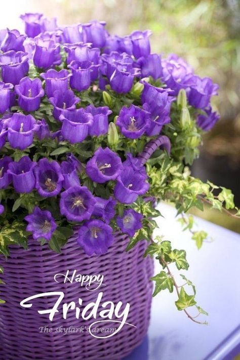 Happy Friday! ❤️ Beautiful Flowers Photography, Purple Love, All Things Purple, Deco Floral, Flowers Nature, Flower Pictures, Shades Of Purple, Pretty Flowers, Container Gardening