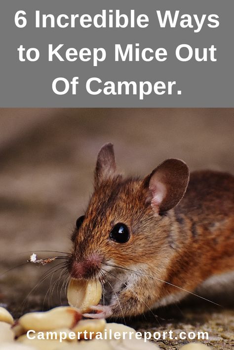 Winterizing Your Pop Up Camper, Mouse Proofing Camper, Keeping Mice Out Of Campers, Keep Mice Out Of Camper, How To Keep Mice Out Of Camper, Camper Winterization, Winterizing Camper, Winterize Camper, Camper Storage Ideas