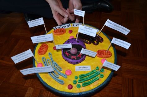 Cell Membrane Model Projects, 3d Animal Cell Project 7th Grade, Plant Cell Project Ideas, Animal Cell Project Ideas, Cell Project Ideas Models, Plant Cell Project Ideas Models, Cell Project Ideas, Plant Cells Project Ideas, 3d Animal Cell Project