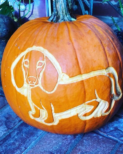 Dog Carved Pumpkins Ideas, Carved Pumpkin Ideas, Carved Pumpkins Ideas, Dog Pumpkin Carving, Dachshund Pumpkin, Carving A Pumpkin, Pumpkins Ideas, Pumpkin Carver, Happy Monster