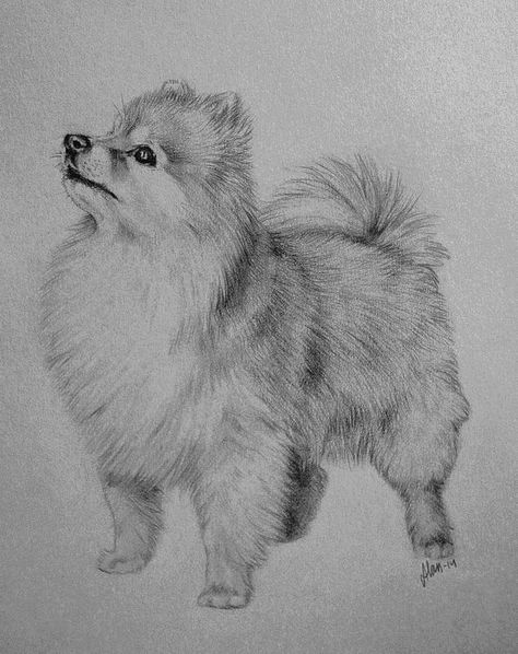 Pomeranian by AlanKK on DeviantArt Animal Drawings Sketches, Dog Sketch, 강아지 그림, Pomeranian Dog, Pencil Art Drawings, Animal Sketches, Dog Drawing, Realistic Drawings, Cute Animal Drawings