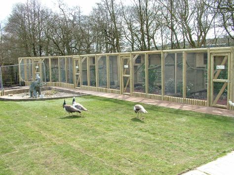 New Pheasant aviaries at Blackbrook Apr 09 » Blackbrook Zoo ... Pheasant Coop, Pea Fowl, Pvc Chicken Waterer, Raising Pheasants, Pheasant Farm, Livestock Shelter, Large Bird Cages, Coop Ideas, Duck House