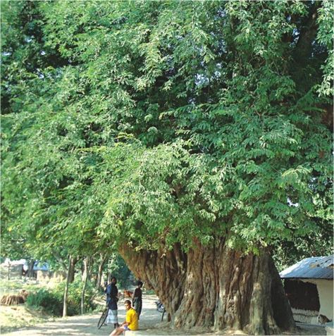 Manchurian Pear Tree, Gulmohar Tree, Tamarind Tree Bangalore, Tamarind Tree, Gulmohar Tree Photography, Fruit Bearing Trees Philippines, Road Construction, Ancient Tree, Fruit Plants