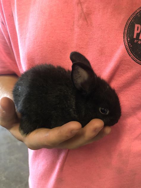 Please help. Just got this bunny. Any ideas on breed? And what all I need to care for it? #rabbit #rabbits #rodent #pet Black Rabbit Aesthetic, Black Bunny Aesthetic, Black Otter Rex Rabbit, Black Bunnies, Rabbit Black, Pet Bunny Rabbits, Cross Stitch Fairy, Cute Bunny Pictures, Black Bunny