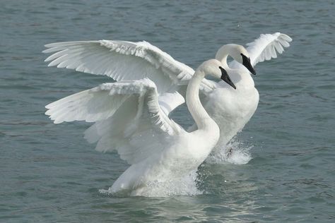 Ontario group tracking Trumpeter Swans Trumpeter Swan, Walking Women, Mute Swan, Canadian Wildlife, Figure Reference, Swan Song, Invasive Species, Trumpeter, Ap Art