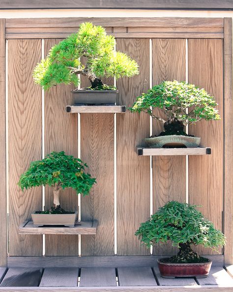 This vertical Bonsai backyard is created by a plain and natural wall to which several platforms are attached. Arboretum, Washington DC Bonsai For Beginners, Outdoor Bonsai Tree, Bonsai Display, Bonsai Tree Types, Bonsai Tree Care, Japanese Bonsai, Indoor Bonsai, Japanese Garden Design, Magic Garden