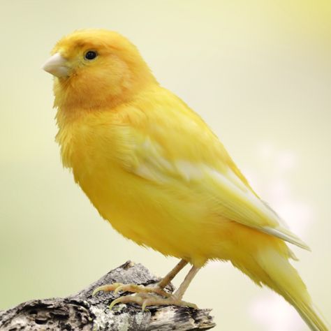 A yellow canary, like that of the one in the play. Bird Parakeet, Blue Canary, Bird Sounds, Yellow Canary, Canary Birds, Yellow Cottage, Tipping Point, Novelty Hats, Bird Care