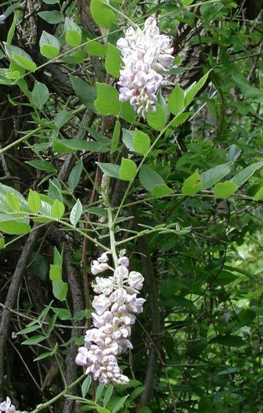 What Is Kentucky Wisteria ? Learn About Growing Kentucky Wisteria Vines Kentucky Wisteria, Wisteria Vines, Patio Chairs Diy, Wisteria Plant, Wisteria Vine, When To Plant Vegetables, Garden Vines, Meteor Garden 2018, Meteor Garden