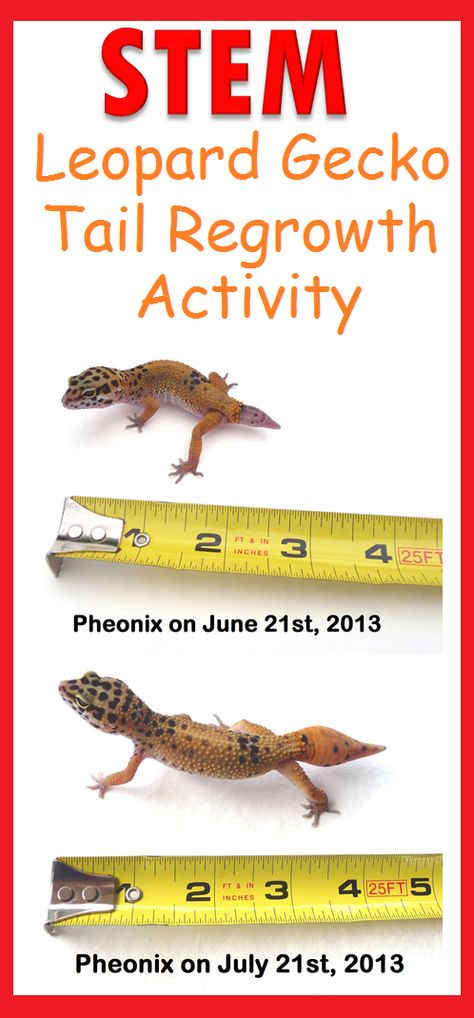 STEM activity classroom gecko tail regrowth lesson biology science animals #STEM #STEAM #Gecko #activity #biology #Lizard #reptile #homeschool #teacherspayteachers #creativeresources #stemschool Stem Kids, Stem School, April Activities, 2nd Grade Activities, Biology Science, Stem Ideas, Measurement Activities, 1st Grade Science, Stem Activity