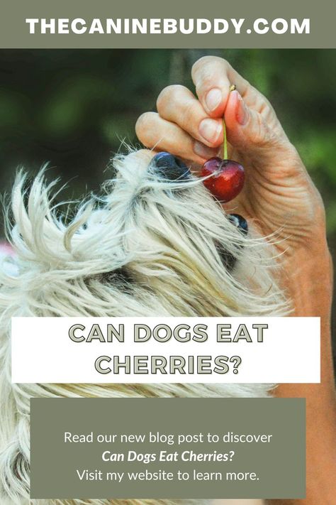 Can dogs eat cherries?  simply knowing the short answer to can dogs eats cherries is not enough? You need to understand how cherries for dogs are not suitable for the stomach even if they have eaten a cherry or two in the past and have shown no signs of discomfort afterward. There are many other fruits that your dog can consume which are healthy as well as safe. To know more read the full article Can Dogs Eat, Sweet Summer, Dog Eating, Summer Fruit, Four Legged, News Blog, For Dogs, Blog Posts, Fruit