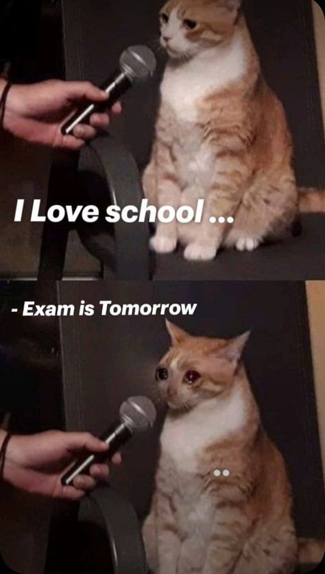 Last Exam, I Love School, The Truth, Animals