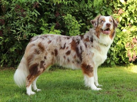 Blue Merle Australian Shepherd Puppy, Blue Merle Australian Shepherd, Red Merle Australian Shepherd, Merle Australian Shepherd, Australian Shepherd Blue Merle, Smooth Collie, Beautiful Dog Breeds, Cutee Animals, Australian Shepherd Puppy