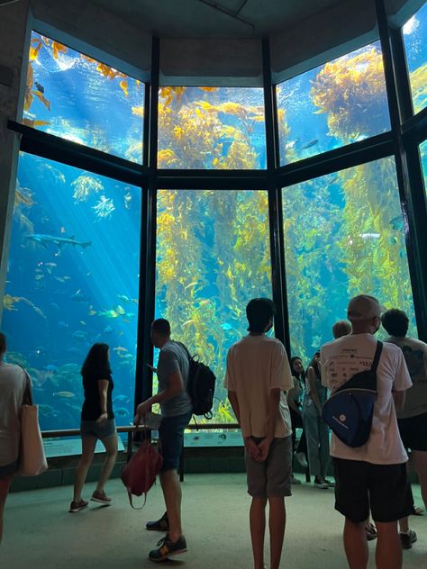 #aquarium #ocean #fish #monterey #montereybay #montereybayaquarium #fishtank #aesthetic #romantic Monterey Bay Aquarium Aesthetic, Csu Monterey Bay, Monterey Aesthetic, Bay Area Aesthetic, Baltimore Aquarium, Aquarium Aesthetic, Grad Trip, Public Aquarium, Monterey Bay Aquarium