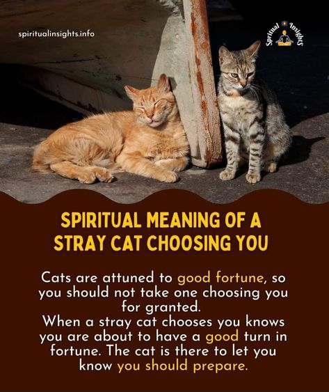 Cats Spiritual, Cats Meaning, Cat Knowledge, Cat Symbolism, Cat Spirit Animal, Kitty Ideas, All Types Of Cats, Essential Oil Perfumes Recipes, Cat Spirit