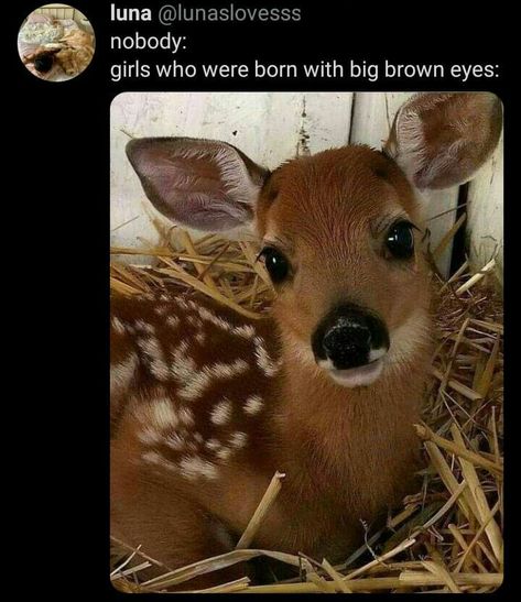 Brown Eye Quotes, People With Brown Eyes, Deer Eyes, Eyes Meme, Pretty Brown Eyes, Online Scrapbook, Big Brown Eyes, Doe Eyes, Brown Eyed Girls