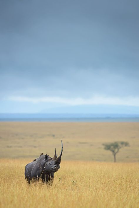 African Wildlife Photography, Safari Photography, Wild Animals Photography, Africa Photography, Wild Photography, Africa Wildlife, Africa Animals, Africa Safari, Wild Creatures