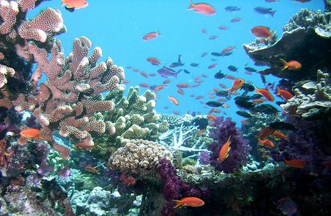 Coral Reef | Flickr - Photo Sharing! Biology Project, Geek Costume, Beautiful Underwater, Artificial Reef, Biology Projects, Speed Painting, Leagues Under The Sea, Quotes Outdoors, Celebrities Tattoos