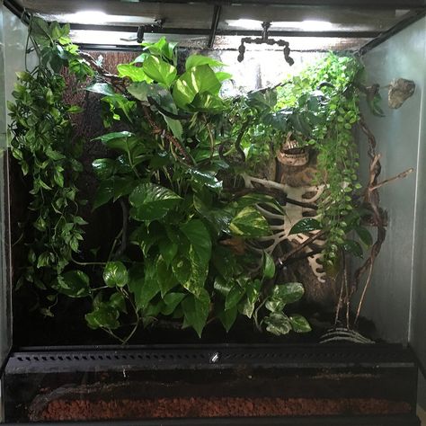 Bio Active Terrarium, Chameleon Cage Ideas, Chameleon Enclosure, Bioactive Terrarium, Chameleon Cage, Bioactive Vivarium, Karma Chameleon, Pet Room, Beautiful Terrariums