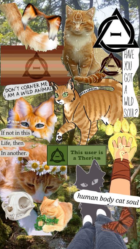 Therian Wallpaper, Cat Therian, Vulture Culture, Ginger Cat, Warrior Cat, Ginger Cats, Cat Aesthetic, Cat Wallpaper, Orange Cat