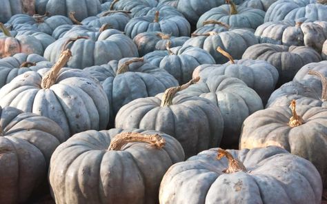 Pumpkin Meaning, Blue Hubbard Squash, Jarrahdale Pumpkin, Types Of Pumpkins, Pumpkin Varieties, Planting Pumpkins, Cooking Pumpkin, Moon Blue, Blue Bayou