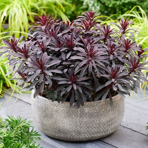 Buy spurge Euphorbia 'Miners Merlot (PBR)': Delivery by Waitrose Garden Perennial Shrubs, Starter Plants, Drought Tolerant, Merlot, Green Flowers, Garden Seeds, Yellow Flowers, Perennials, Borders