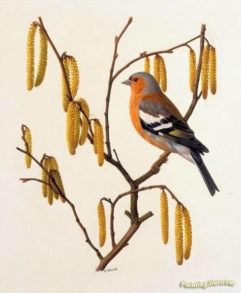 Chaffinch, Prints On Canvas, Botanical Beauty, Yellow Painting, Bird Garden, Bird Prints, Natural History, Acrylic Painting Canvas, Bird Art