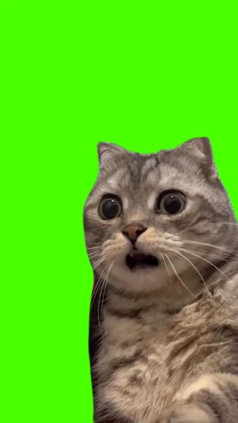 Template Green Screen, Shocked Cat, Игрушки Funko Pop, Free Funny Videos, Cat Memes Funny, Template Green, Green Screen Footage, Funny Short Video Clips, Free Green Screen