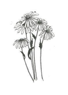 Indian Paint Brush, Sunflower Coloring Pages, Outer Thigh, Stippling Art, Daisy Tattoo, Doodle Art Journals, Tattoo Black, Floral Drawing, Watercolor Flowers Paintings