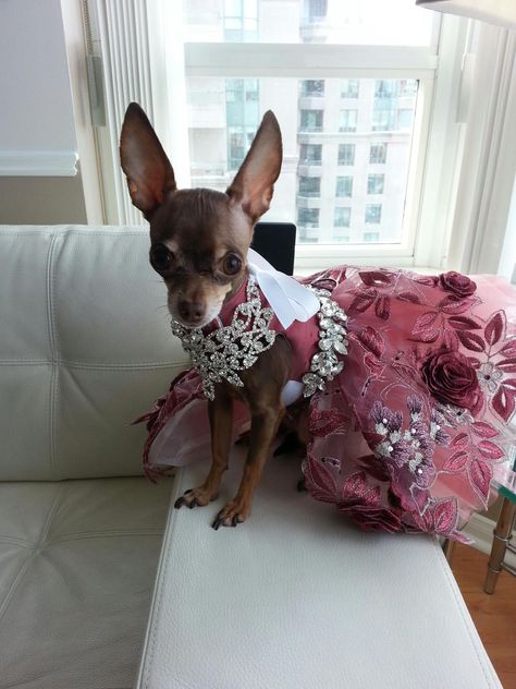 Pink dog dress