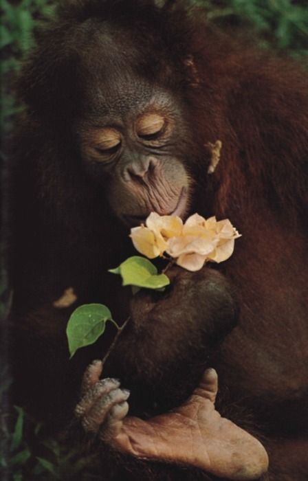 Baby Orangutan, Ape Monkey, Smelling Flowers, Great Ape, A Monkey, Baby Monkey, Amazing Animals, Primates, Outdoor Art