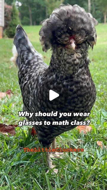 The Little Cluckers on Instagram: "Jokes with Charlène 🤣 

#chickens #chickensofinstagram #backyardchickens #comedy #dadjokes #funny #funnyreels #jokes #math #school #thelittlecluckers" Chicken Funny Humor, Funny Chickens, Chicken Jokes, Chicken Funny, Instagram Jokes, Math School, Chicken Humor, April 11, Chickens Backyard