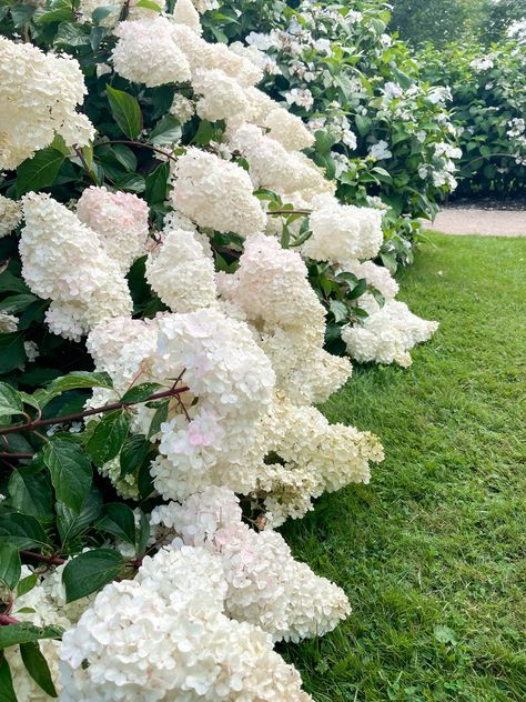 White hydrangea bush at Emmetts garden #emmettsgarden #nationaltrust #gardenofengland #hydrangea White Hydrangea Aesthetic, Hydrangea Backyard, Demihuman Oc, White Hortensia, White Hydrangea Garden, Hydrangea Aesthetic, Backyard Engagement, Hydrangea Seeds, Backyard Engagement Parties